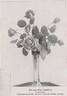 Frankfurt rose photo