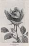 Frankfurt rose photo