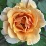 Rise Up Amberness™ rose photo