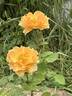 Rise Up Amberness™ rose photo