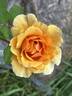 Rise Up Amberness™ rose photo