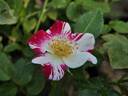 Wabi Sabi rose photo