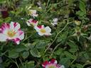 Wabi Sabi rose photo