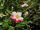 Wabi Sabi rose photo