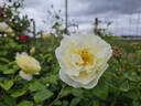 Amourin rose photo