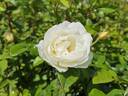 Amourin rose photo