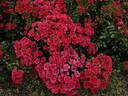 Balou rose photo