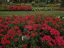 Balou rose photo