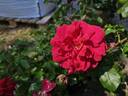 Boskoop Glory rose photo