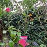 Parfum Royal rose photo