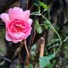 Princess Alexandra of Kent rose photo