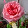 Sir Lancelot rose photo