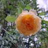 Bathsheba rose photo