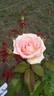 Souvenir de Baden-Baden rose photo