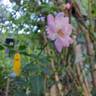 Satina rose photo