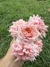 Mabelle Stearns rose photo