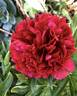 Eliza Lundy peony photo
