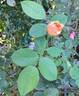 Bathsheba rose photo