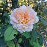 Bathsheba rose photo