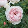 Earth Angel rose photo