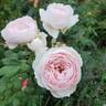 Earth Angel rose photo