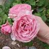 Scentuous ™ rose photo