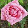 Lambert Closse rose photo