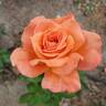 Mojave rose photo