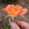 Mojave rose photo