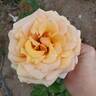 Beautiful Day ™ rose photo