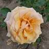 Beautiful Day ™ rose photo