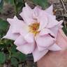 Koko Loco rose photo