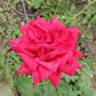 Bob Hope rose photo