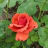 Gypsy (hybrid tea, Swim rose photo