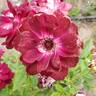 Burgundy Iceberg rose photo