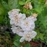 Aptos rose photo
