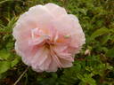 Stanwell Perpetual rose photo
