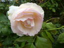 Blanc Pierre de Ronsard rose photo
