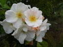 Sally Holmes rose photo