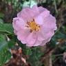 Scepter'd Isle rose photo