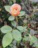 Bathsheba rose photo