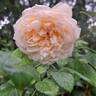 Bathsheba rose photo