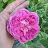 La Reine rose photo