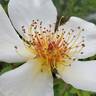 Golden Wings rose photo