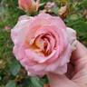True Bliss™ rose photo