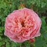April Love ™ rose photo