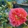 Treasure Trail rose photo