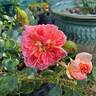 Treasure Trail rose photo