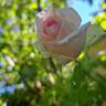 Meine Rose rose photo