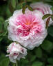 Eustacia Vye ™ rose photo